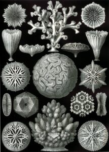 Hexacoralla — Steenkoralen (Haeckel)
