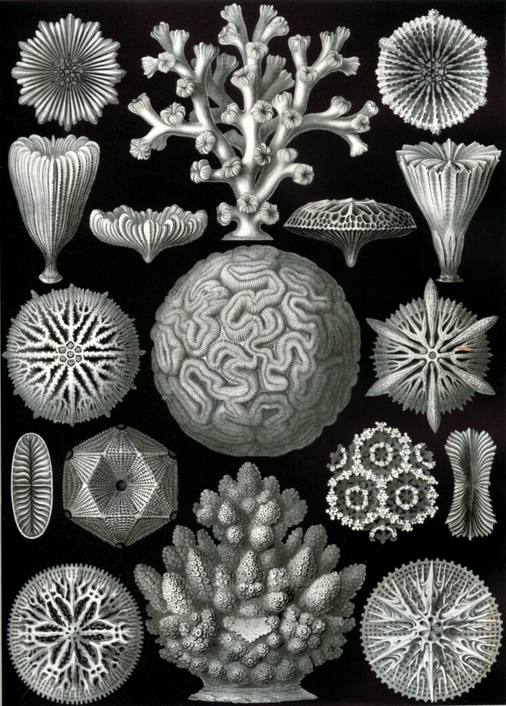 Hexacoralla — Steenkoralen (Haeckel) Fotobehang