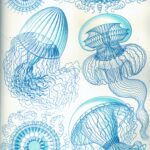 Leptomedusae — Hydroidkwallen (Haeckel)