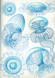Leptomedusae — Hydroidkwallen (Haeckel)