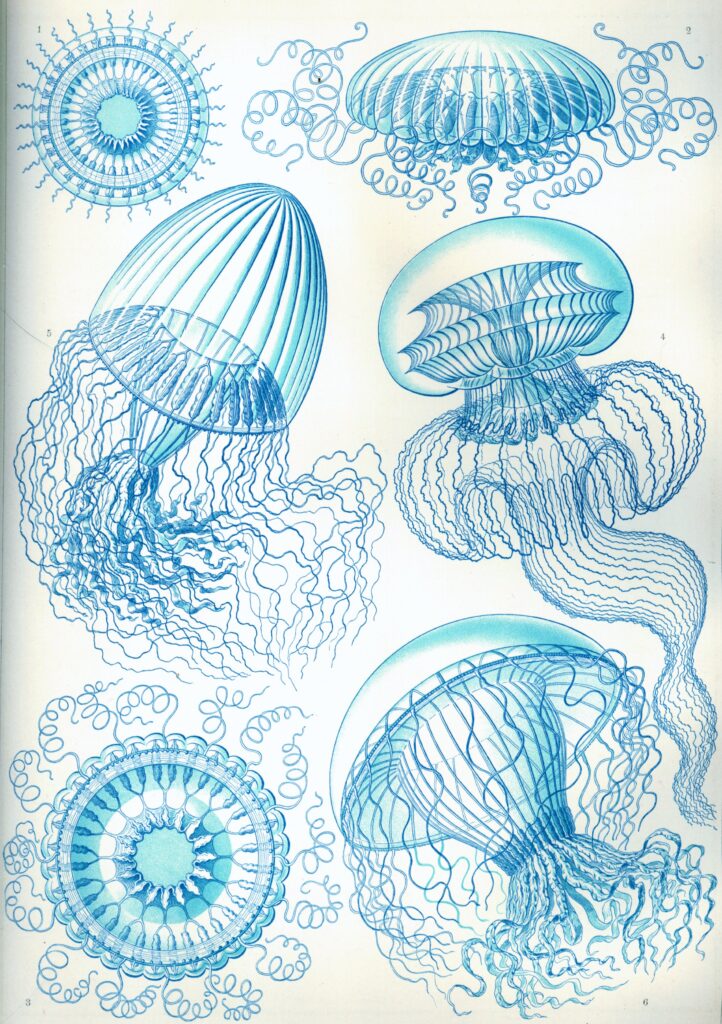 Leptomedusae — Hydroidkwallen (Haeckel) Tuinposter