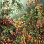 Muscinae — Mossen (Haeckel)