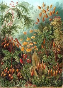 Muscinae — Mossen (Haeckel)