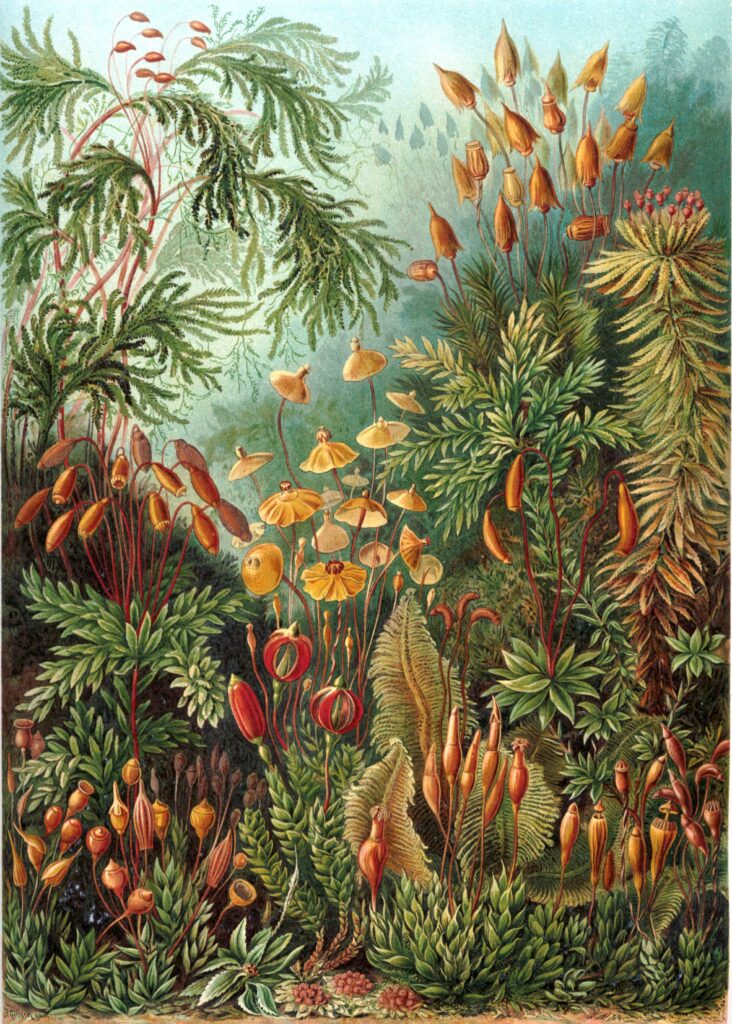 Muscinae — Mossen (Haeckel) Tuinposter