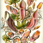 Nepenthaceae — Bekerplanten (Haeckel)