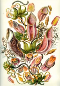 Nepenthaceae — Bekerplanten (Haeckel)