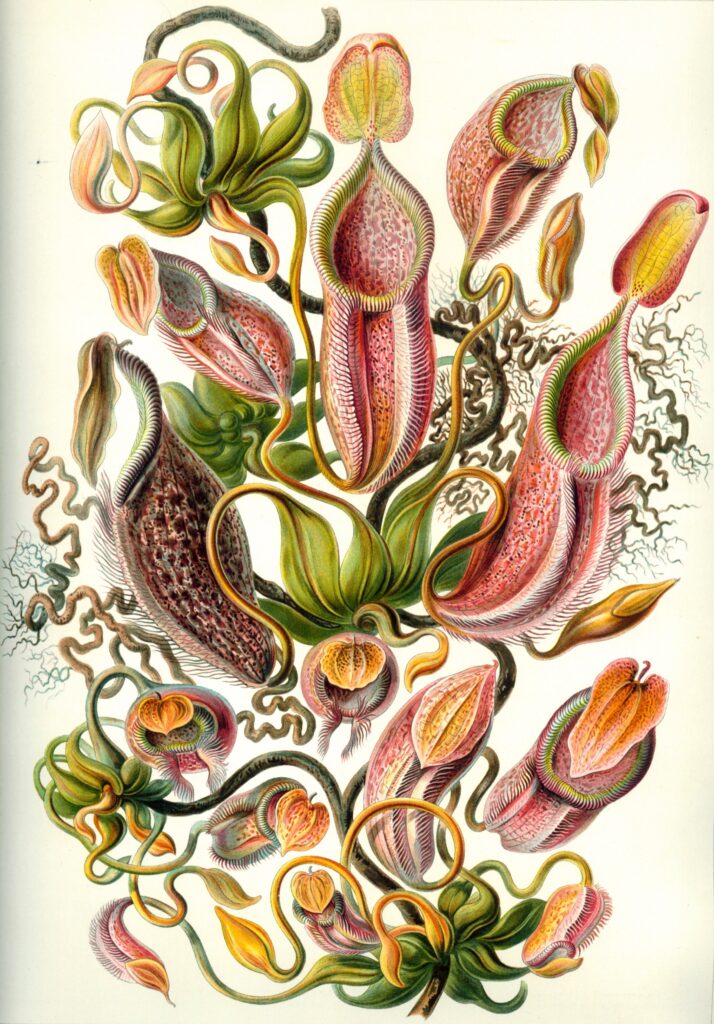 Nepenthaceae — Bekerplanten (Haeckel) Fotobehang