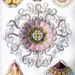 Peromedusae — Helmkwallen (Haeckel)