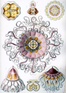 Peromedusae — Helmkwallen (Haeckel)