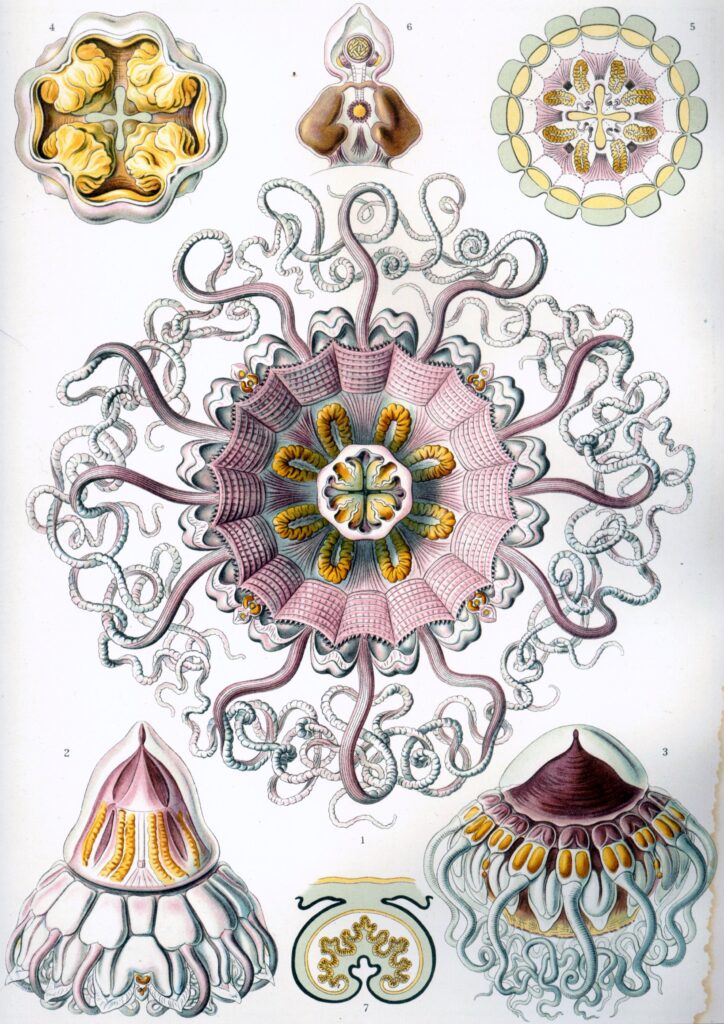 Peromedusae — Helmkwallen (Haeckel) Akoestisch Paneel