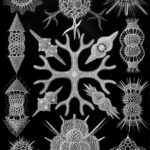 Spumellaria — Radiolariën (Haeckel)