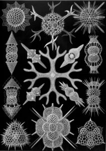 Spumellaria — Radiolariën (Haeckel)