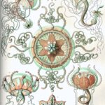 Trachomedusae — Diepzee-kwallen (Haeckel)