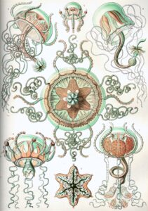 Trachomedusae — Diepzee-kwallen (Haeckel)