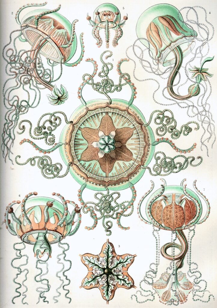Trachomedusae — Diepzee-kwallen (Haeckel) Akoestisch Paneel