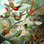 Trochilidae — Kolibries (Haeckel)