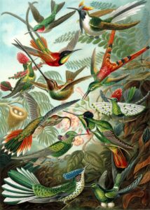 Trochilidae — Kolibries (Haeckel)