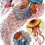 Discomedusae - Haeckel