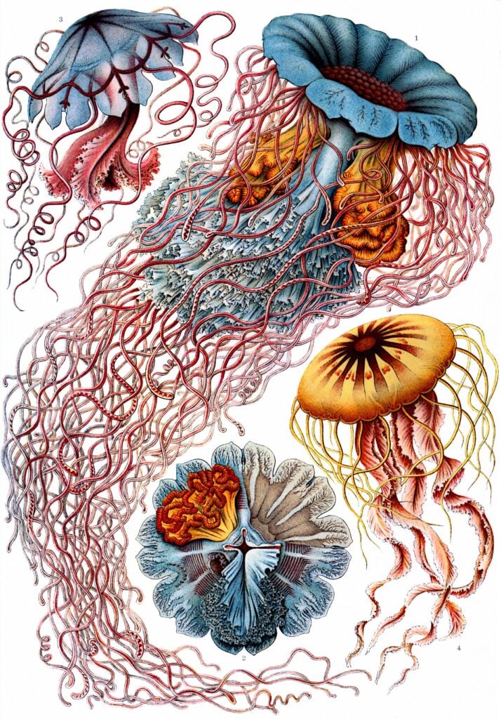 Discomedusae - Haeckel Tuinposter