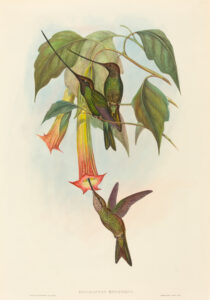Ensifera ensifera — Zwaardsnavelkolibrie (Gould)