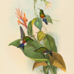 Eriocnemis cupreiventris — Koperbuik-pluimbroekje (Gould)