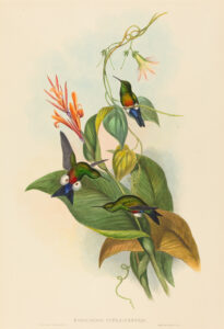 Eriocnemis cupreiventris — Koperbuik-pluimbroekje (Gould)