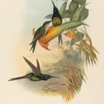 Heliodoxa imperatrix — Keizerinkolibrie (Gould)
