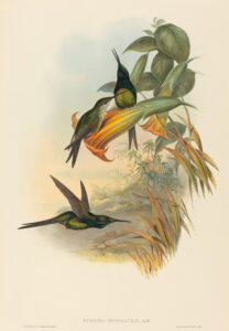 Heliodoxa imperatrix — Keizerinkolibrie (Gould)