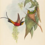 Topaza pyra — Vuurtopaaskolibrie (Gould)