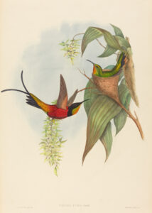 Topaza pyra — Vuurtopaaskolibrie (Gould)