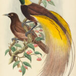 Paradisaea apoda — Grote Paradijsvogel (Gould)