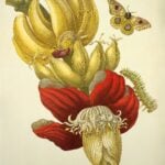 Metamorphosis Surinamensium - Merian