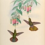 Metallura aeneocauda — Schubstaart-metaalstaart (Gould)