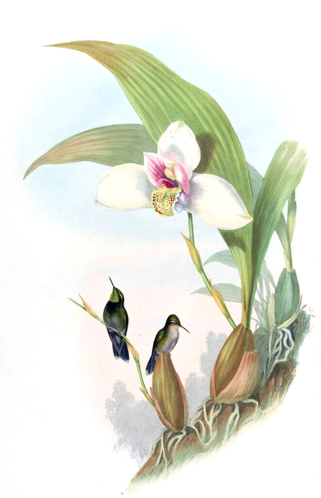 Abeillia abeillei — Smaragdkin­kolibrie (Gould) Fotobehang