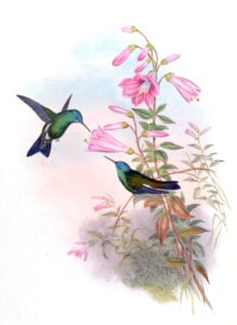 Amazilia cyanifrons — Indigokap­kolibrie (Gould)