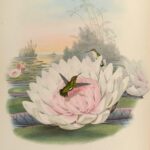 Chlorostilbon poortmani — Kortstaart-smaragdkolibrie (Gould)