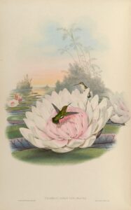Chlorostilbon poortmani — Kortstaart-smaragdkolibrie (Gould)