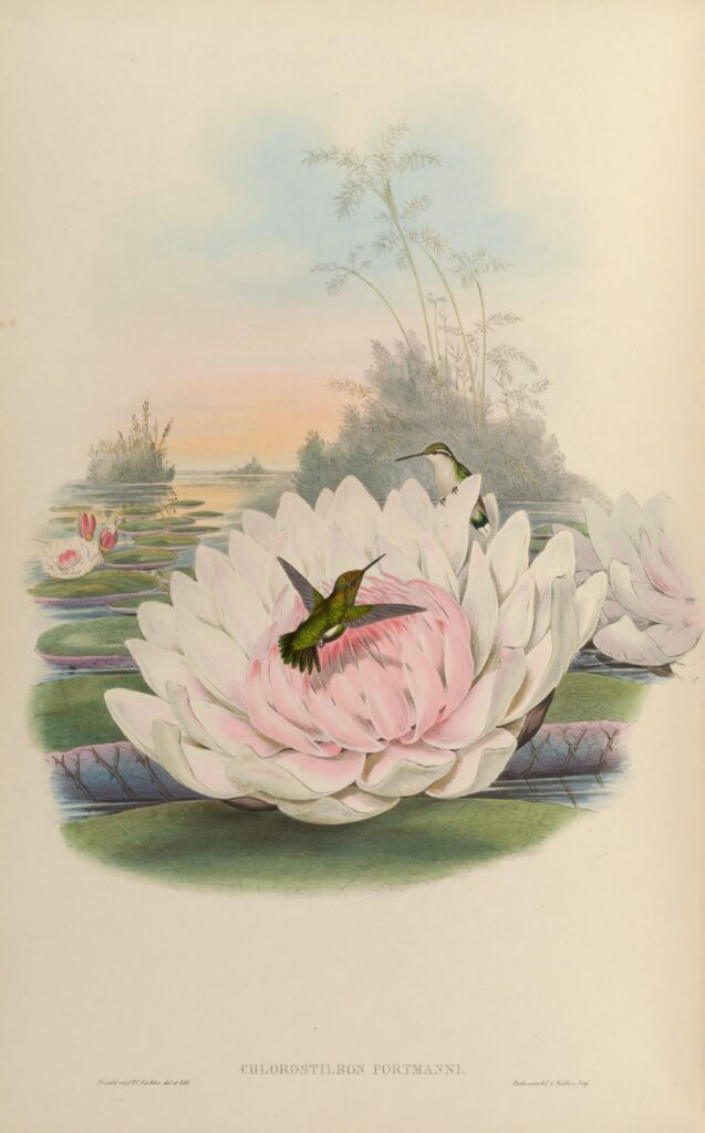 Chlorostilbon poortmani — Kortstaart-smaragdkolibrie (Gould) Fotobehang