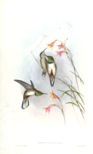 Oreotrochilus estella — Andesheuvelkolibrie (Gould)