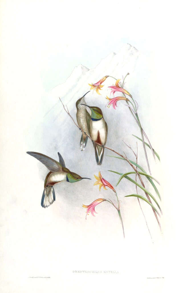 Oreotrochilus estella — Andesheuvelkolibrie (Gould) Fotobehang
