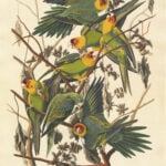 Carolina Parkiet - Audubon