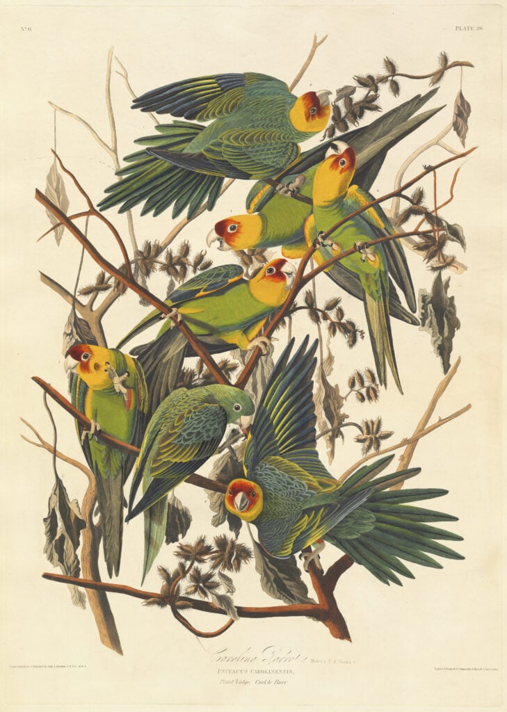 Carolina Parkiet - Audubon Akoestisch Paneel