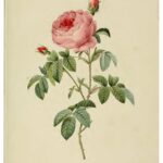 Rosa Centifolia - Redouté