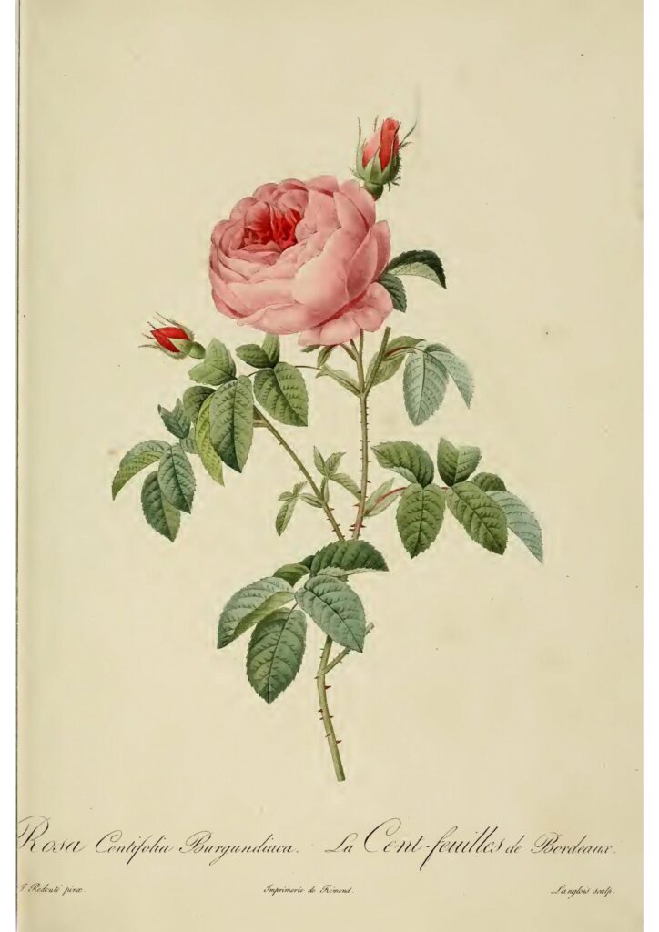 Rosa Centifolia - Redouté Akoestisch Paneel